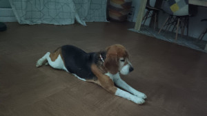 Photo de galerie - Garde chien