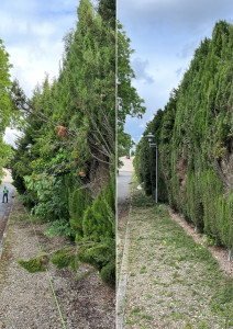 Photo de galerie - Taille d'une grande haie de cyprès