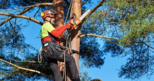 Photo de galerie - Paysagiste - Aménagement du jardin