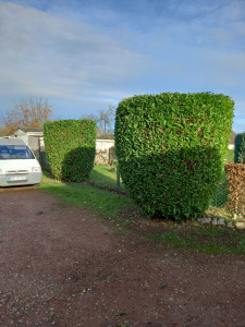 Photo de galerie - Taille de lauriers 