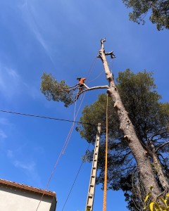 Photo de galerie - Elagage et coupe d'arbres