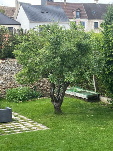 Photo de galerie - Élagage d’un arbre afin de lui redonner une structure harmonieuse 