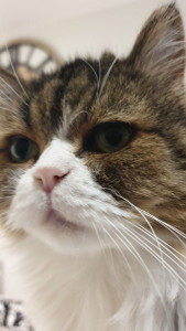 Photo de galerie - Juste pour illustrer le propos de cat situer 