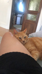 Photo de galerie - Tigrou 