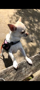 Photo de galerie - Garde chien