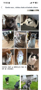 Photo de galerie - Voici les garde de chats en visite à domicile déjà effectués 