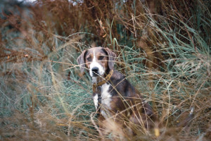 Photo de galerie - Animaux 