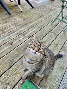 Photo de galerie - Simba