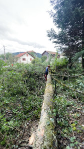 Photo de galerie - Elagage et coupe d'arbres