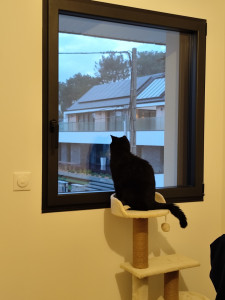 Photo de galerie - Mon chat ?