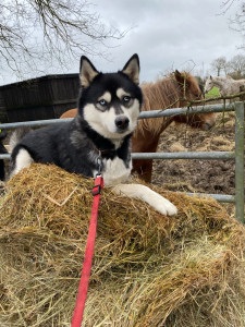 Photo de galerie - Promenade, à leurs rythmes