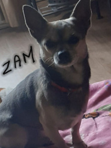 Photo de galerie - Et voilà mon petit Zam  