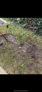 Photo de galerie - Plantation de groseillier à maquereau 