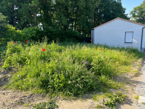Photo de galerie - Tonte de pelouse - Débroussaillage