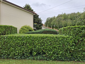 Photo de galerie - Taille de haie en bateau