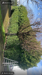 Photo de galerie - Taille de haies et d'arbustes