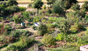 Photo de galerie - Création d'un jardin