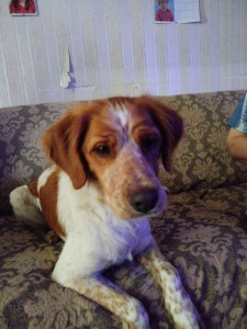 Photo de galerie - Garde de VAO très gentil adorable et joueur 