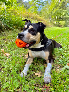 Photo de galerie - Garde chien