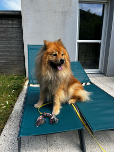 Photo de galerie - Dog sitting