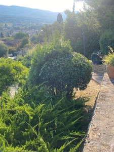 Photo de galerie - Taille de haies et d'arbustes