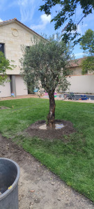 Photo de galerie - Plantation (Olivier)