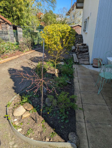 Photo de galerie - Entretien de massif planté il y a 1 an , désherbage sélectif et amendement