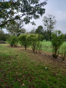 Photo de galerie - Tonte de pelouse - Débroussaillage
