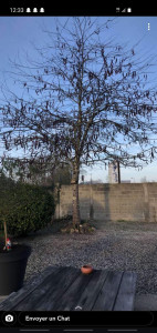 Photo de galerie - Elagage et coupe d'arbres