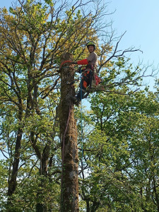 Photo de galerie - Démontage d'un chêne avec rétention des branches et du fût 
