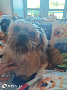 Photo de galerie - Moment détente au frais car chez  son patron il fait trop trop chaud et par la même occasion petit toilettage (shampooing × 2 et séchage ,et enlever les petits nœuds)pour Mr kurgui Lhassa apso,  et détente sur le canapé...et câlin. .. 