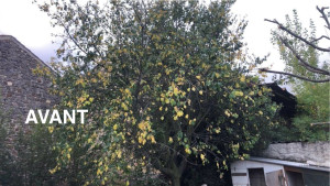 Photo de galerie - élagage 