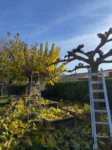 Photo de galerie - Elagage des mûriers platanes en tête de chat 