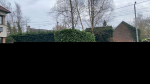 Photo de galerie - Taille d'une petite haie avec évacuation des dechets verts
