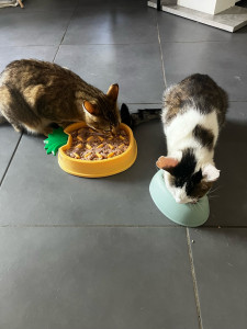 Photo de galerie - Je rends visite à votre chat 