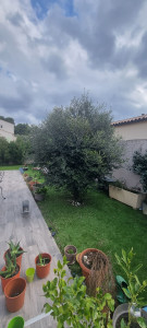 Photo de galerie - Taille d'olivier ( Avant )