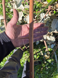 Photo de galerie - Elagage et coupe d'arbres