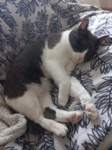 Photo de galerie - Mon chat en pleine activité 