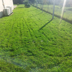 Photo de galerie - Tonte de pelouse ? finition bordure avec ramassage et évacuation déchets verts en dechetterie. 