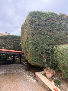 Photo de galerie - Taille haute de cyprès 