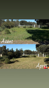 Photo de galerie - Tonte de pelouse - Débroussaillage