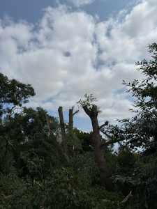 Photo de galerie - Elagage et coupe d'arbres