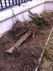 Photo de galerie - Arrachage de haie