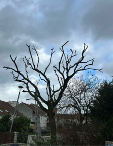 Photo de galerie - Elagage et coupe d'arbres