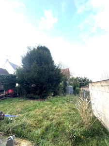 Photo de galerie - Remise en état d’un petit jardin avec taille de formation d’un If sur tige, abattage d’un fruitier et fauche avec évacuation des déchets verts de la partie enherbé. AVANT 