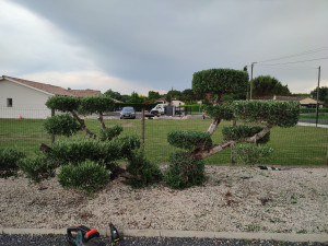 Photo de galerie - Taille de haies et d'arbustes