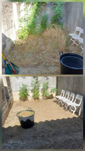 Photo de galerie - Désherbage d'une cour et taille légère.