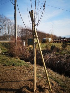 Photo de galerie - Plantation d'un chêne.