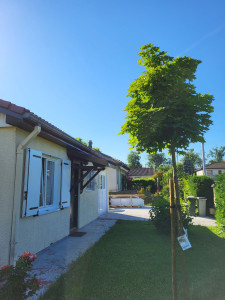 Photo de galerie - Plantation d'arbre