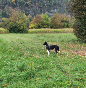 Photo de galerie - Kuzco veille, tout est tranquille.